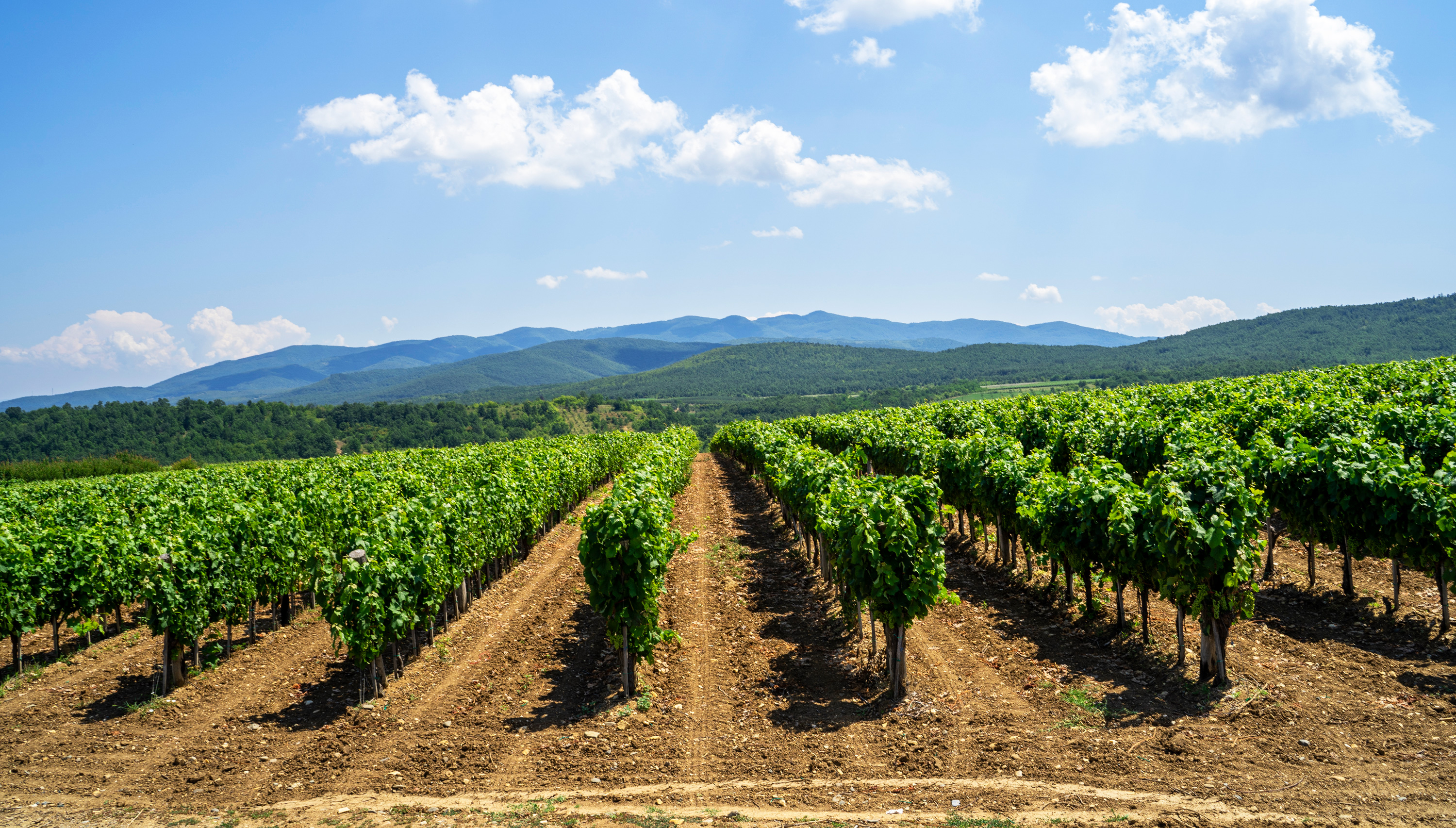 2023/09/images/tour_1360/vineyards-of-toplica.jpg